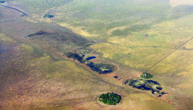 10,800 Years Ago, Early Humans Planted Forest Islands in Amazonia’s Grasslands