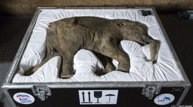 Baby lyuba, the worlds most complete and Best-Preserved Woolly Mammoth