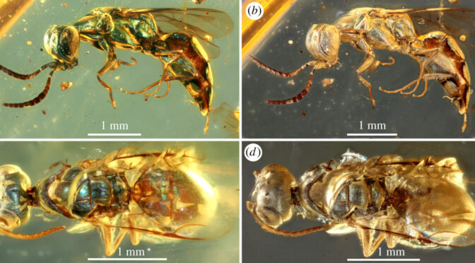 Amber fossils reveal the true colours of 99-million-year-old insects
