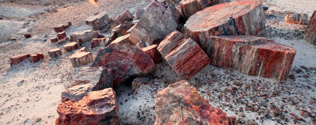 Petrified Forest National Park: Ancient and Spectacular