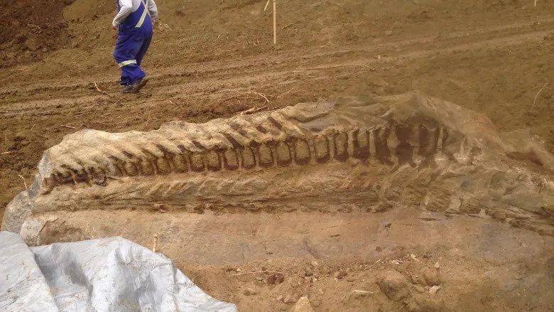 Massive dinosaur fossil unearthed by Alberta pipeline crew