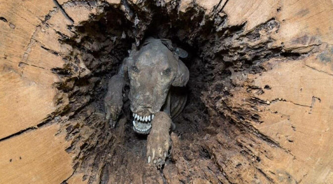 Meet “Stuckie” — The Mummified Dog Who Has Been Stuck In A Tree For Over 50 Years