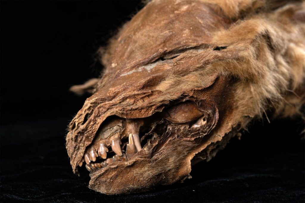 57,000-Year-Old Wolf Pup Mummy Uncovered in Canadian Permafrost