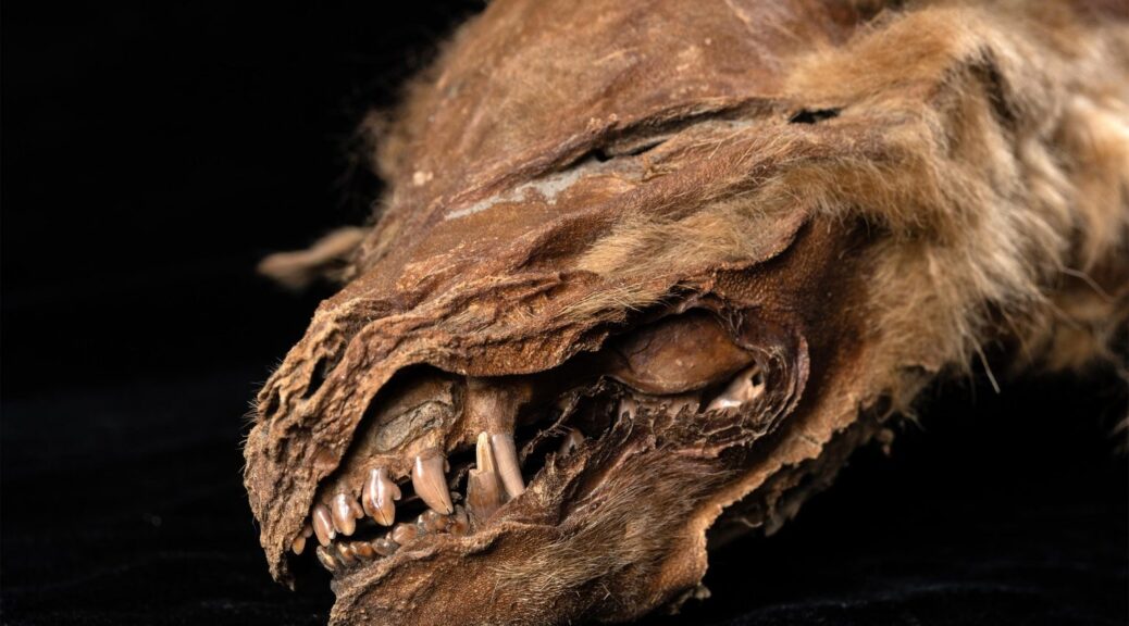 57,000-Year-Old Wolf Pup Mummy Uncovered in Canadian Permafrost