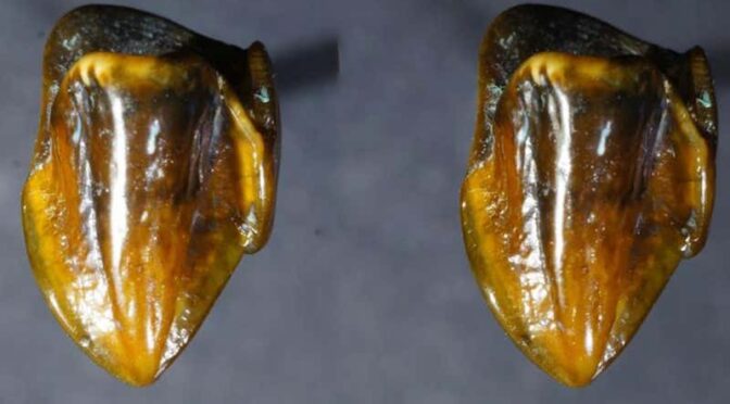 Prehistoric teeth fossils dating back 9.7 million years 'could rewrite human history'