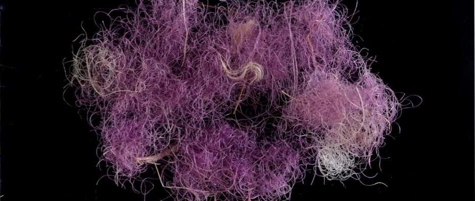 Israeli archaeologists find 3,000-Year-old 'Biblical royal purple dye'