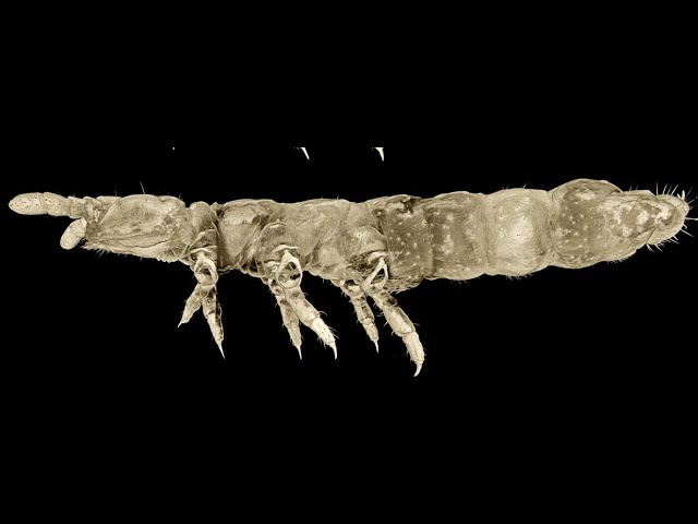 This Alien-Looking Creature Has Survived in Antarctica for at Least 30 Ice Ages