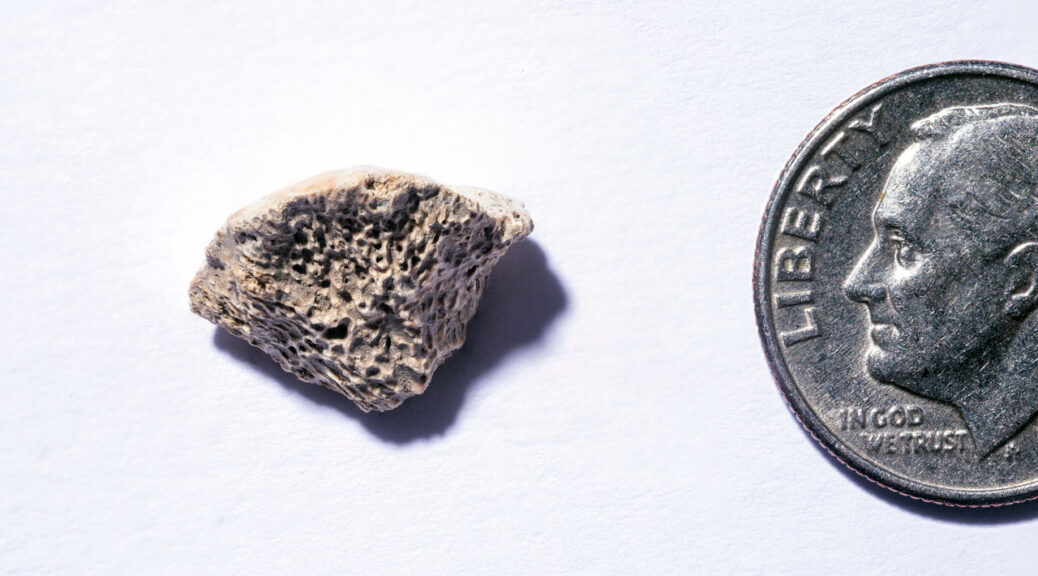 New World Dog Bone Fragment Dated to 10,200 Years Ago