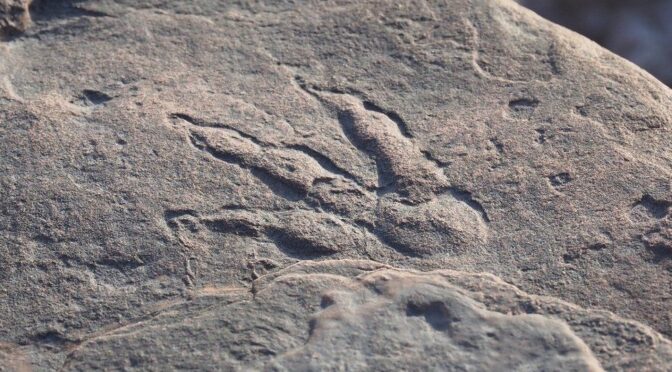 4-Year-Old Girl Finds Dinosaur Footprint On Beach In Wales