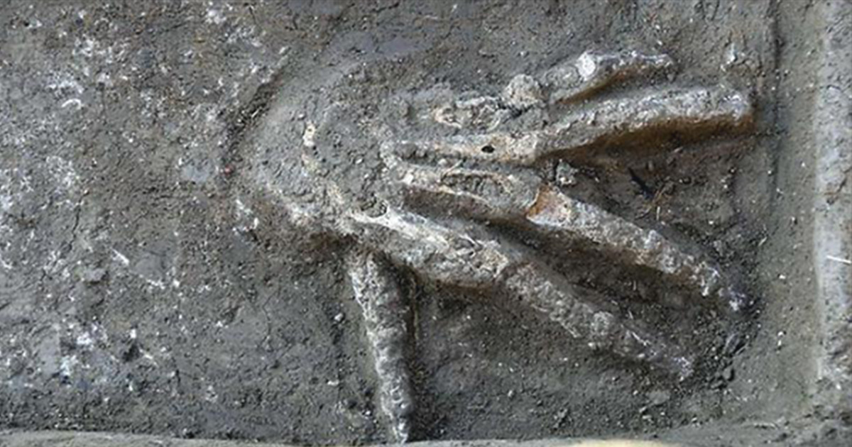 An amazing discovery in Egypt The bones of a 3600yearold giant palm