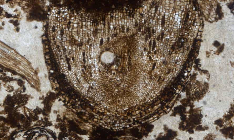 The oldest fossilised remains of an actively growing root meristem, named Radix carbonica (Latin for coal root).