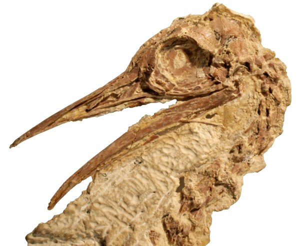 50 Million Year Old Fossil Identified as Relative of Ostriches