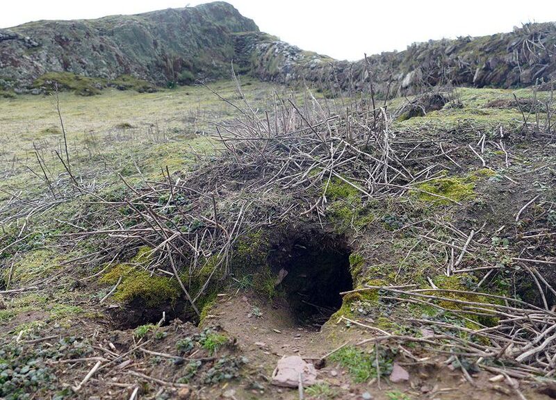 Rabbits Uncover 9,000-Year-old Artifacts on a Welsh island