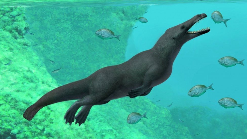 Fossil Found of Ancient Four-Legged Whale that Could Walk on Land