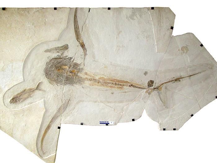 Researchers Discover Fossils Of A Unique ‘Eagle Shark’ That Glided Through Seas About 93 Million Years Ago!