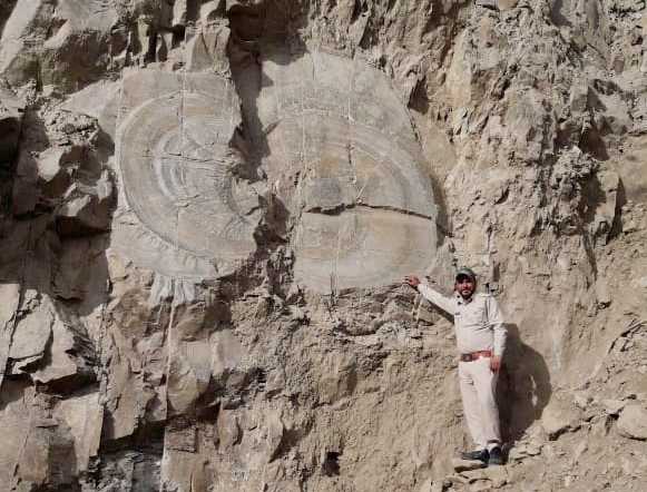 Over 67 million-year-old tree fossil found in Shimla district in India