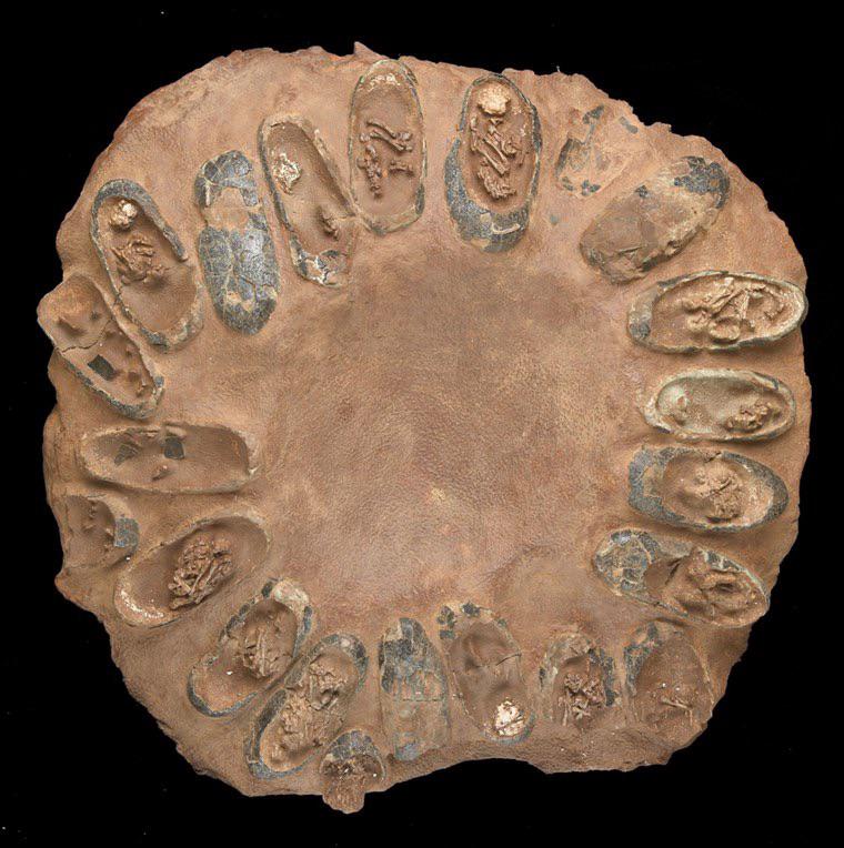 Fossil of 67 million-year-old Raptor Dinosaur Found in New Mexico ...