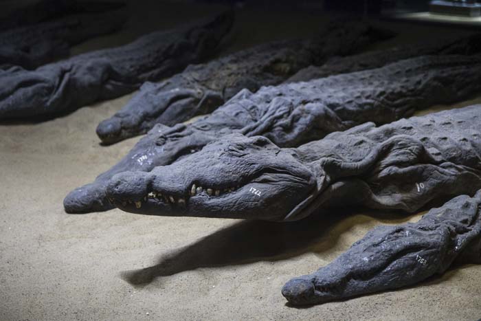 Over 300 mummified crocodiles were found at the temple of Kom Ombo in Egypt