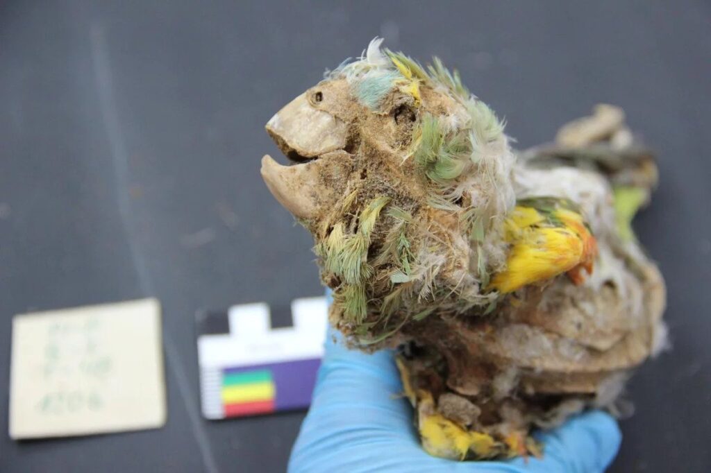 Mummified Parrots Found In The Atacama Desert Transported Hundreds Of Miles While Alive