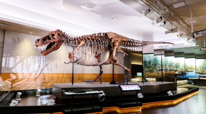 Meet Sue One of the Largest, Most Extensive, and Best Preserved Tyrannosaurus rex specimen