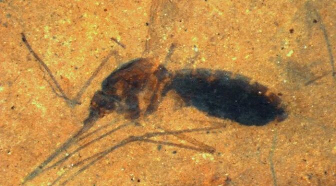 Trapped In A Fossil: Remnants Of A 46-Million-Year-Old Meal
