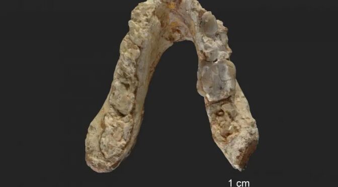 Pre-Human Fossils Suggest Mankind Emerged From Europe Rather Than Africa