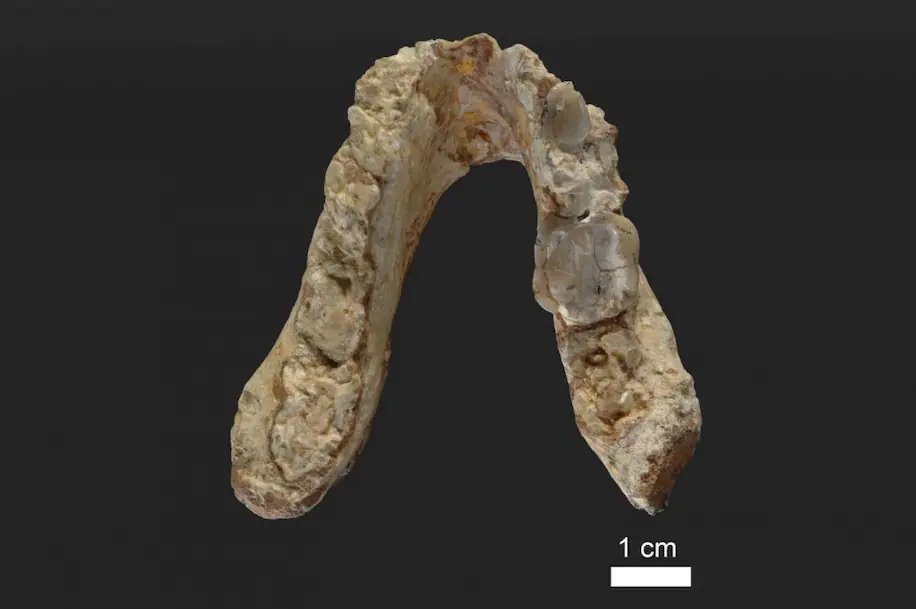 Pre-Human Fossils Suggest Mankind Emerged From Europe Rather Than Africa