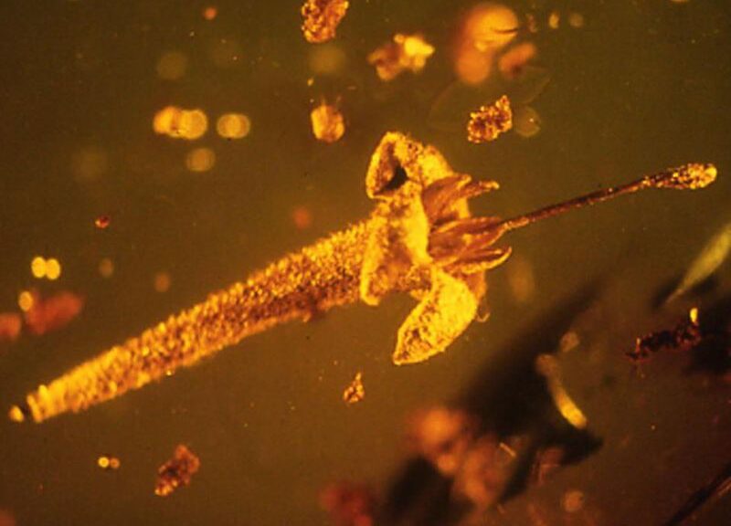 New Species of Prehistoric Flower Discovered Preserved in Amber