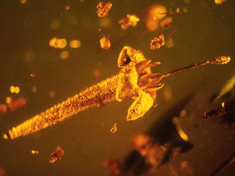 New Species of Prehistoric Flower Discovered Preserved in Amber