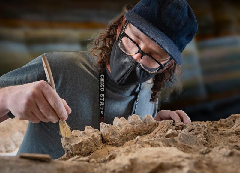 In Northern California, a park ranger discovers a treasure trove of several million-year-old fossils.