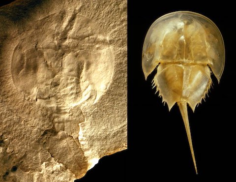 Oldest Horseshoe Crab Fossil Found, 445 Million Years Old