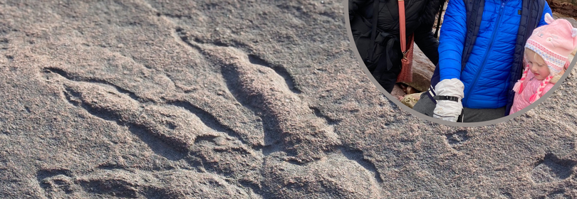 Perfect 215-million-year-old dinosaur print found by a girl, 4, on Welsh beach