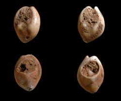 File Shell Beds shell-beds | ARCHAEOLOGY WORLD