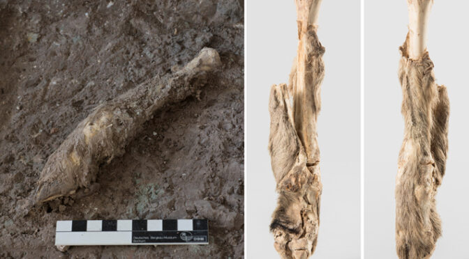 1,600-Year-Old Sheep Mummy from Iran Analyzed
