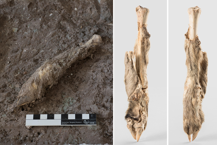 1,600-Year-Old Sheep Mummy from Iran Analyzed