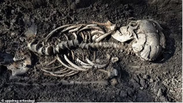 Viking twin babies are found in Christian burial in Sweden