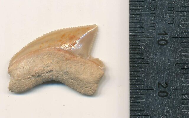 Cache of 80-million-year-old shark teeth found in Solomon-era site in Jerusalem