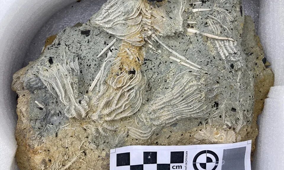 'Jurassic Pompeii' yields thousands of 'squiggly wiggly' fossils