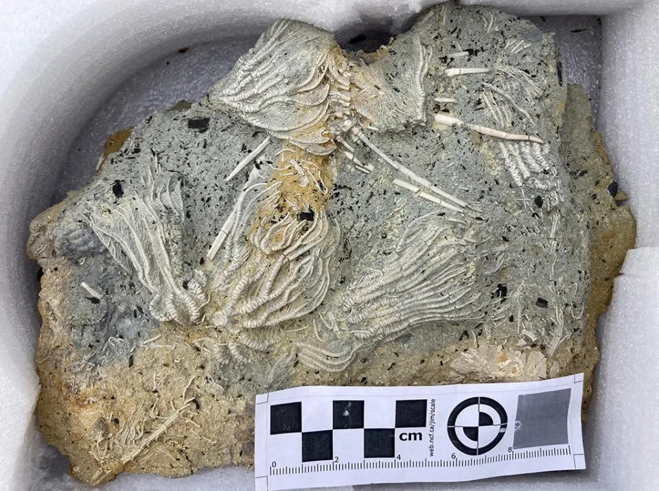 'Jurassic Pompeii' yields thousands of 'squiggly wiggly' fossils