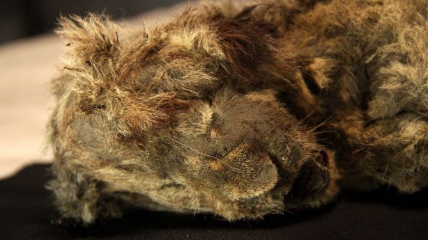 28,000-year-old perfectly preserved cave lion cub found frozen in Siberia, whiskers still intact