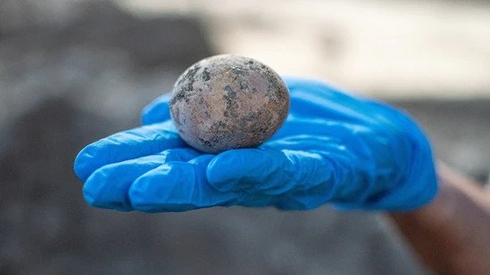 Preserved in poop: 1,000-year-old chicken egg found in Israel
