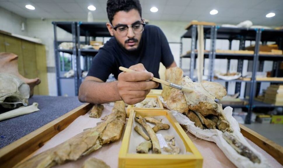 43 million year old fossil of previously unknown four legged whale found in Egypt