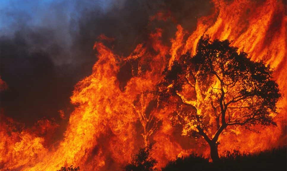 Tragic Loss: 2,500-Year-Old Olive Tree Burned to Ashes in Greek Fires