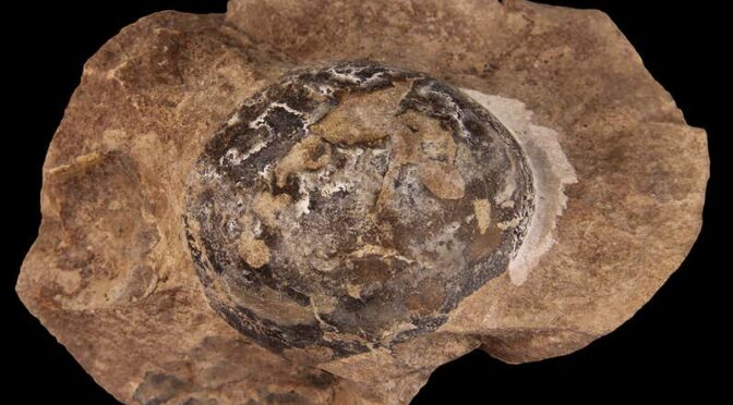 The first dinosaurs may have laid soft eggs without hard shells