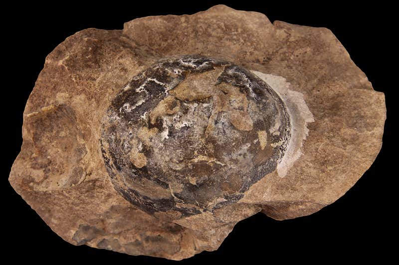 The first dinosaurs may have laid soft eggs without hard shells