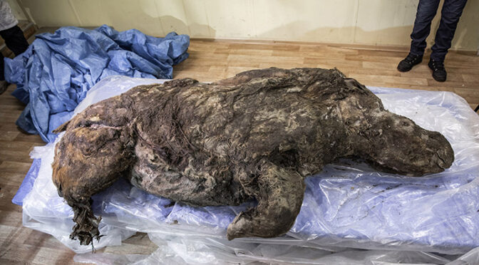 Scientists Present 20,000-Year-Old Woolly Rhinoceros Unearthed in Siberia, Report Says