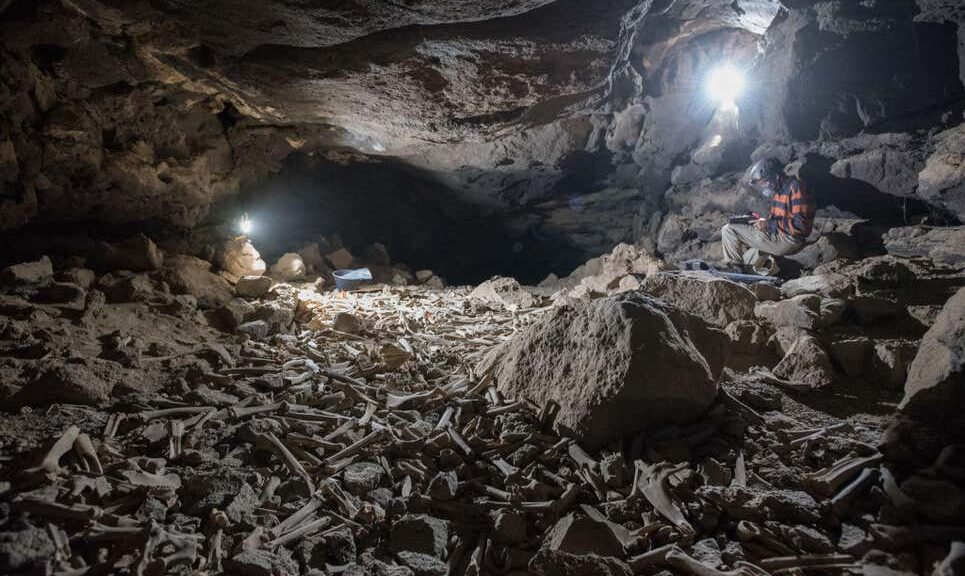 Thousands of human and animal bones hoarded by hyenas in lava tube system, Saudi Arabia