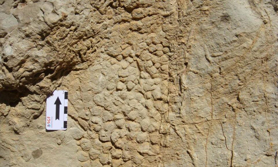66-Million-Year-Old Dinosaur Skin Impression Discovered In Spain