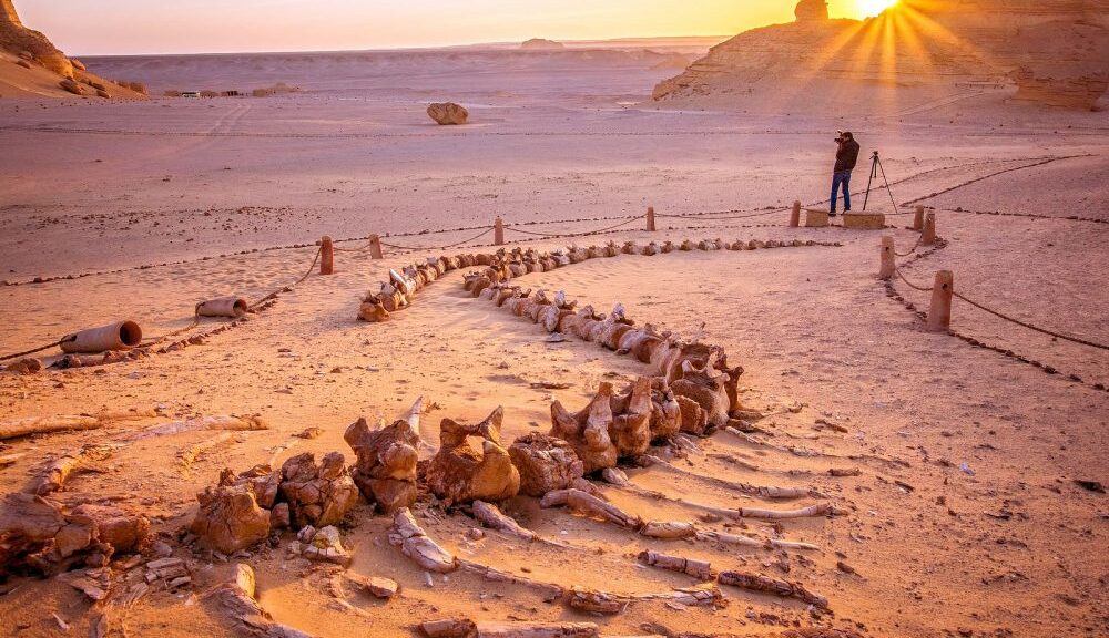 In the middle of Egypt's desert, there is a Valley of Whales which is millions of years old.