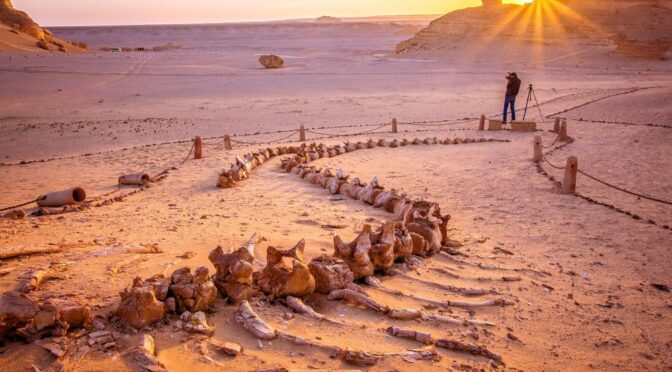 In the middle of Egypt's desert, there is a Valley of Whales which is millions of years old.